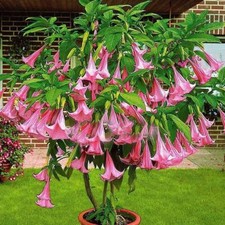 Brugmansia Pink - Brugmansia