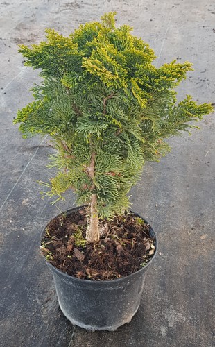 Chamaecyparis obtusa nana - obtusa, 'nana