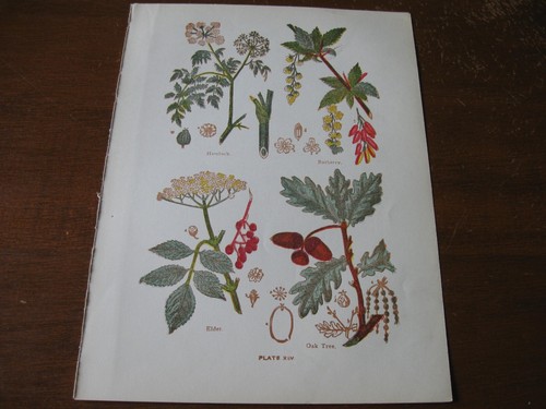 1915 stampa artistica - 1915,