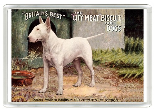 Bull terrier advert dog - ,