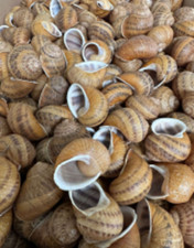 Gusci Sterilizzati Di Lumache