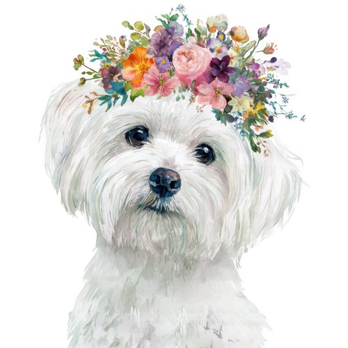 Adesivi cane maltese - adesivi,
