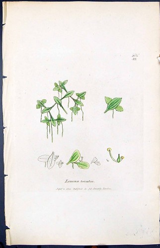 Vecchia stampa lemna trisulea - stampa,