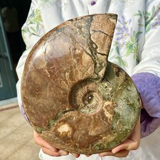 5,33 libbre raro e raro esemplare di minerale fossile di conchiglia lucidatura naturale