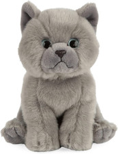 Gattino Grigio British