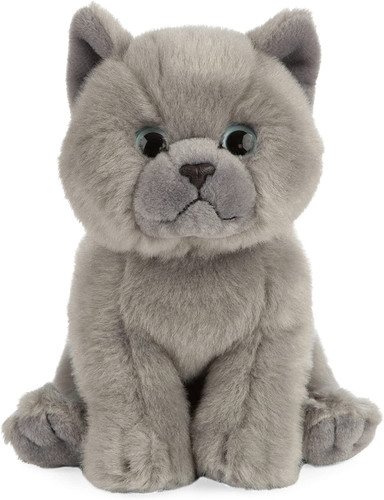 Gattino grigio british - grigio,