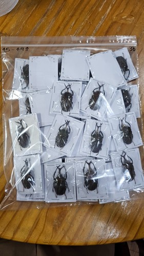 Cetonidi mecynorhina harrisi - mecynorhina,