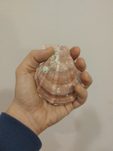 Conchiglie decorazioni 15 - decorazioni, 10/15