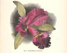 ORCHIDEA CATTLEYA MENDELI Stampa antica 1896 FIORI Incisione inglese botanica