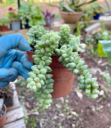 Sedum burrito raro pianta - sedum,