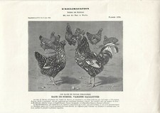 Stampa antica GALLI e GALLINE