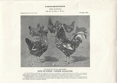 Stampa antica galli galline - antica,