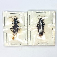 Esemplare di carabidi