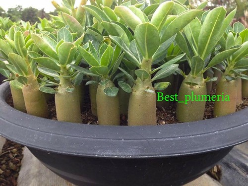 Adenium arabicum misto 9 - adenium,