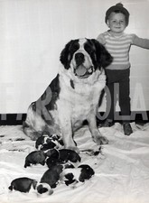 Foto vintage Animali, i cuccioli con la loro mamma, stampa 24 x 18 cm