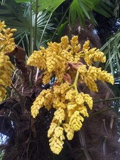 ? Palma della Fortuna – una decorazione verde per il tuo giardino