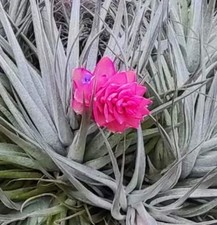 Tillandsia stricta - Pianta ad aria | Tillandsia rigorosa