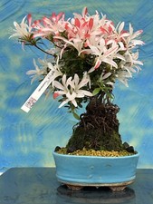 Joe Bonsai di Azalea Forma