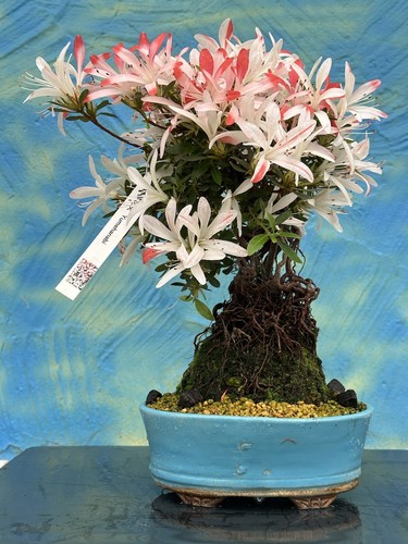 Joe bonsai azalea - bonsai,