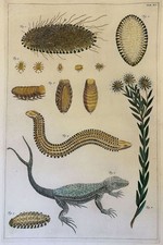 ALBERTUS SEBA LUCERTOLA CODA