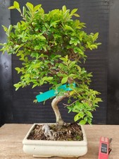 Bonsai olmo cinese 44 - bonsai,