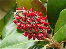 500 SEMI DI MAGNOLIA grandiflora