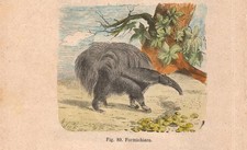 Stampa FORMICHIERE Myrmecophaga incisione antica acquerellata del 1884