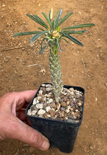 EUPHORBIA CLANDESTINA -