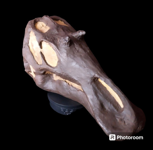 Maiasaura peeblesorum teschio