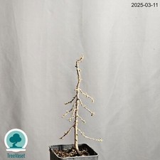 Bonsai Larix Decidua Prebonsai