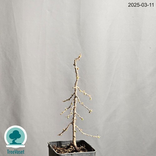 Bonsai larix decidua prebonsai - bonsai,