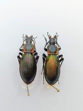 Entomology Taxidermy : Carabus