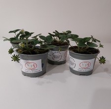 Fragole e Fragoline di Bosco