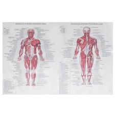  Poster di anatomia umana