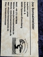 Bonsai di Joe pino bambina