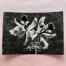  ORCHIDEE - CARTOLINA BIANCO E