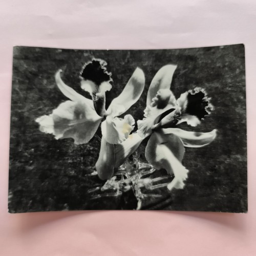 Orchidee cartolina bianco e - orchidee,