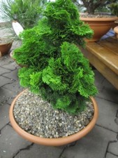 Chamaecyparis obtusa Nana