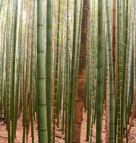 Phyllostachys edulis - ,