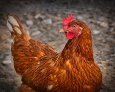  12 uova fertili livornesi