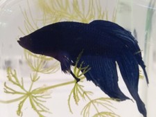 Betta Splendens Veiltail Pesce