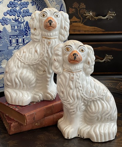 Splendida rara coppia cani - rara,