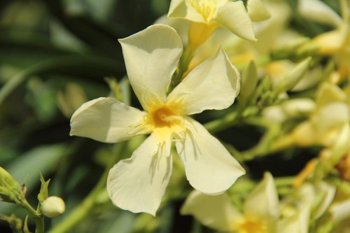 Semi nerium oleander - di,