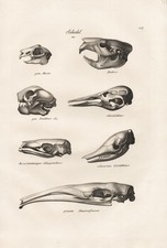 Cranio Skull Scheletro Ornitorinco Pangolino Armadillo Litografia Brodtmann 1824
