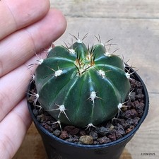 Melocactus curvispinus Vaso