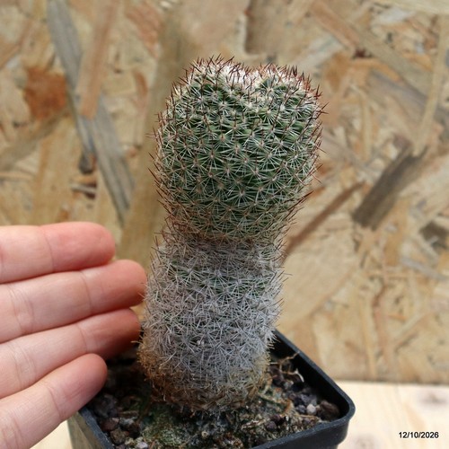 Mammillaria matudae dicotomica