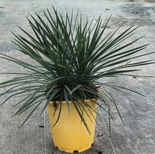 Yucca linearifolia greenfin - linearifolia, 'greenfin'