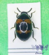 Coleoptera Tenebrionidae