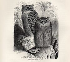 1894 = FALCO KETUPA = Uccelli