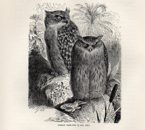 1894 stampa antica - 1894, falco